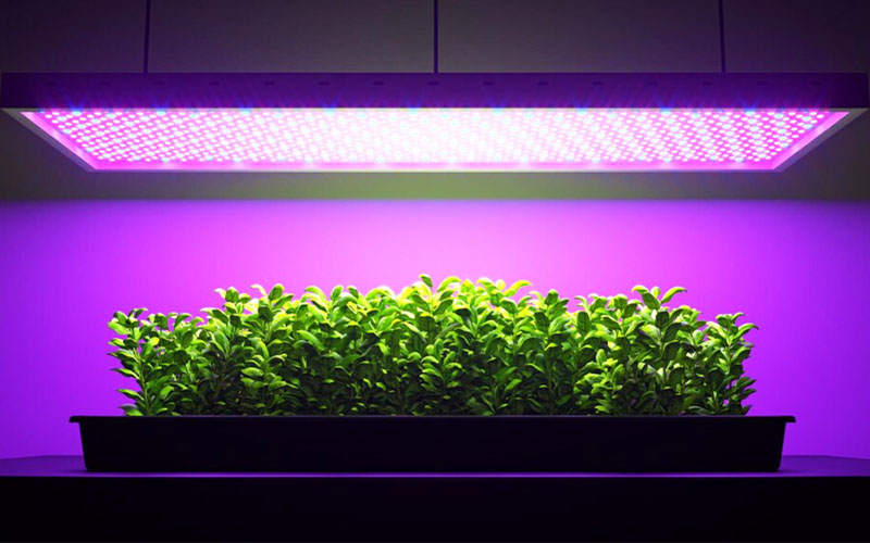 grow lights for seed starting