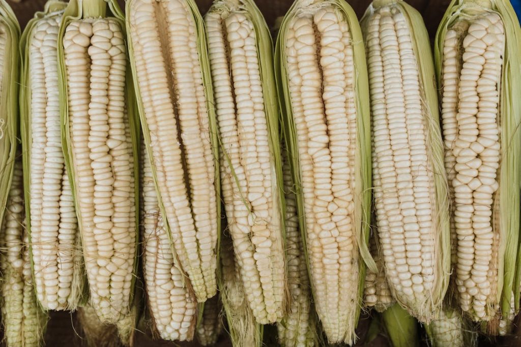 maize farming