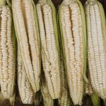 maize farming