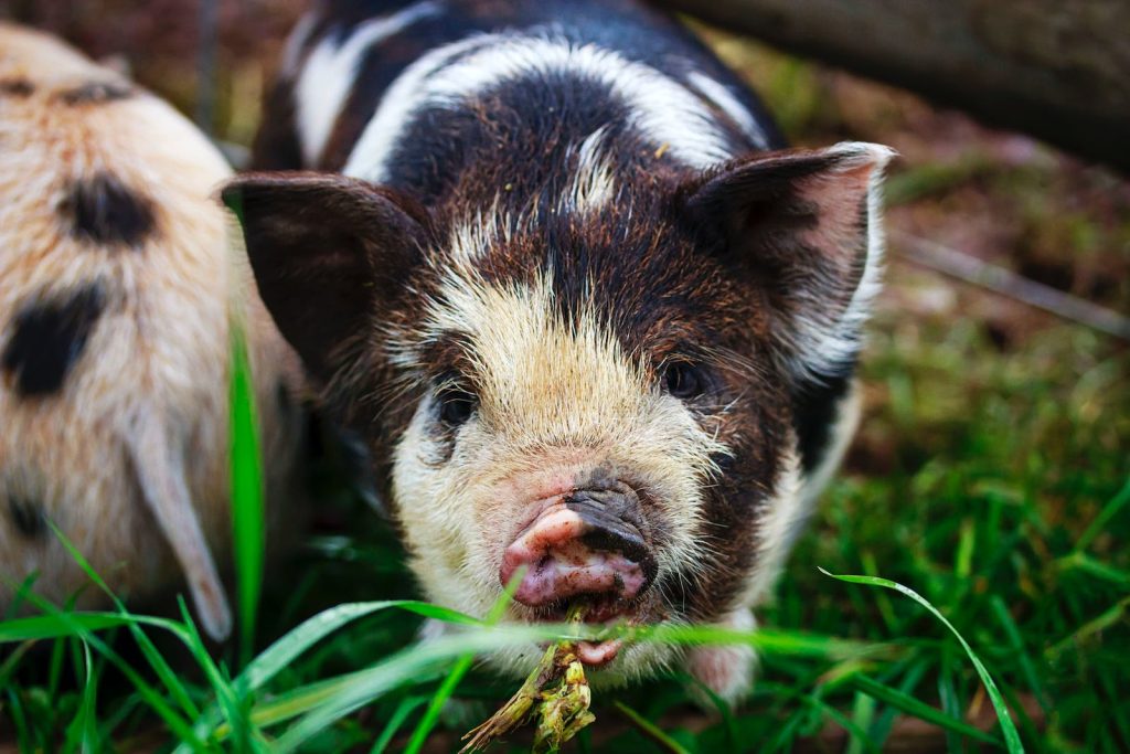 which breed of pig is best as a pet