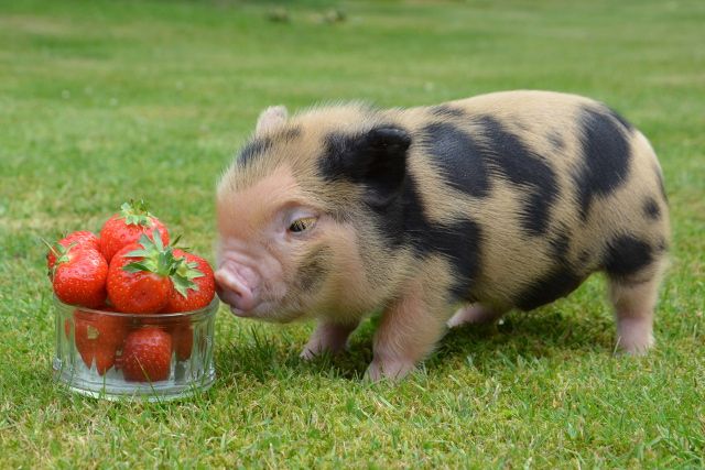 which breed of pig is best as a pet