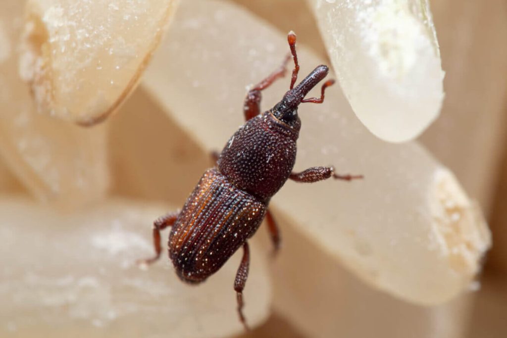 how to get rid of rice weevils