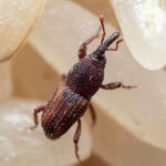 how to get rid of rice weevils