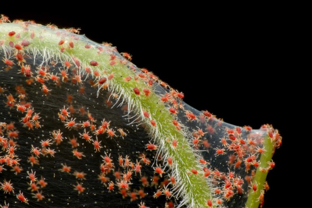 spider mites on roses