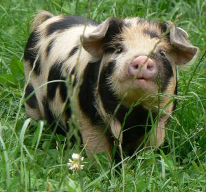 which breed of pig is best as a pet