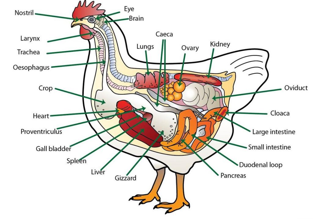 Parts of a chicken