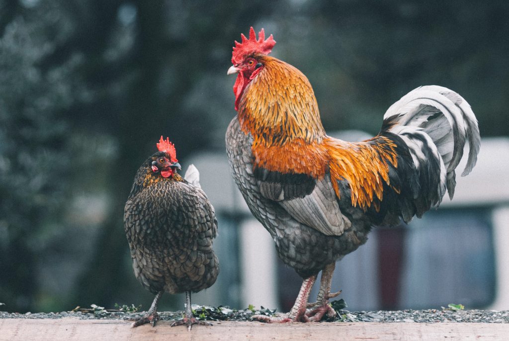 do chickens pee