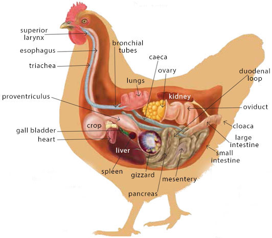 ruminant and non ruminant animals