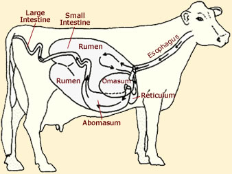 parts of a cattle