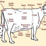 parts of a cattle