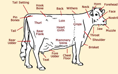 parts of a cattle