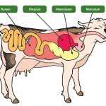 difference between ruminant and non ruminant animals