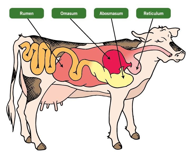 difference between ruminant and non ruminant animals