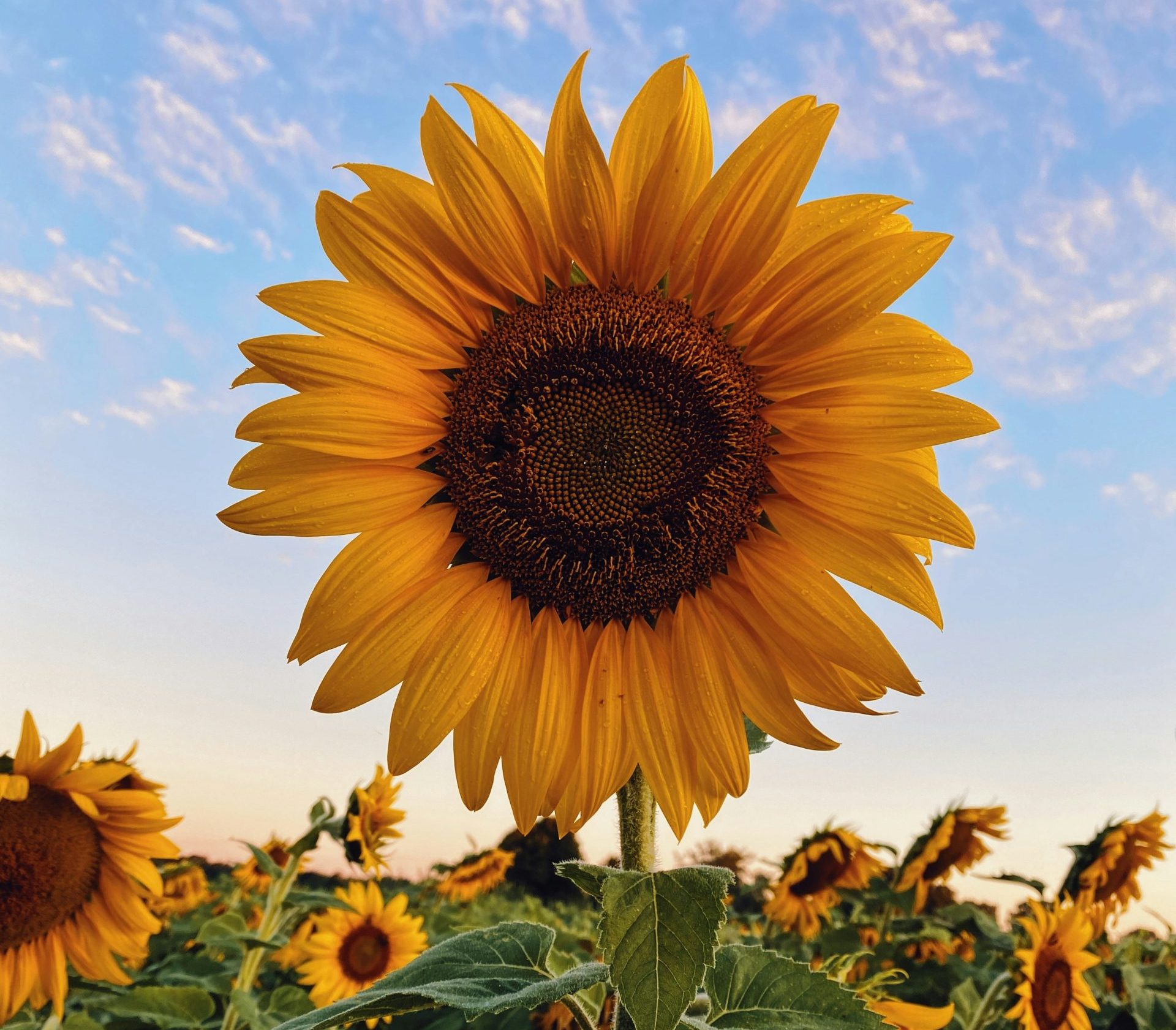 Oil Crops Examples » Jitefarms