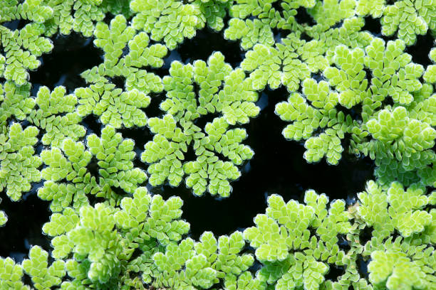 How To Grow Azolla | A Step-By-Step Guide » Jitefarms