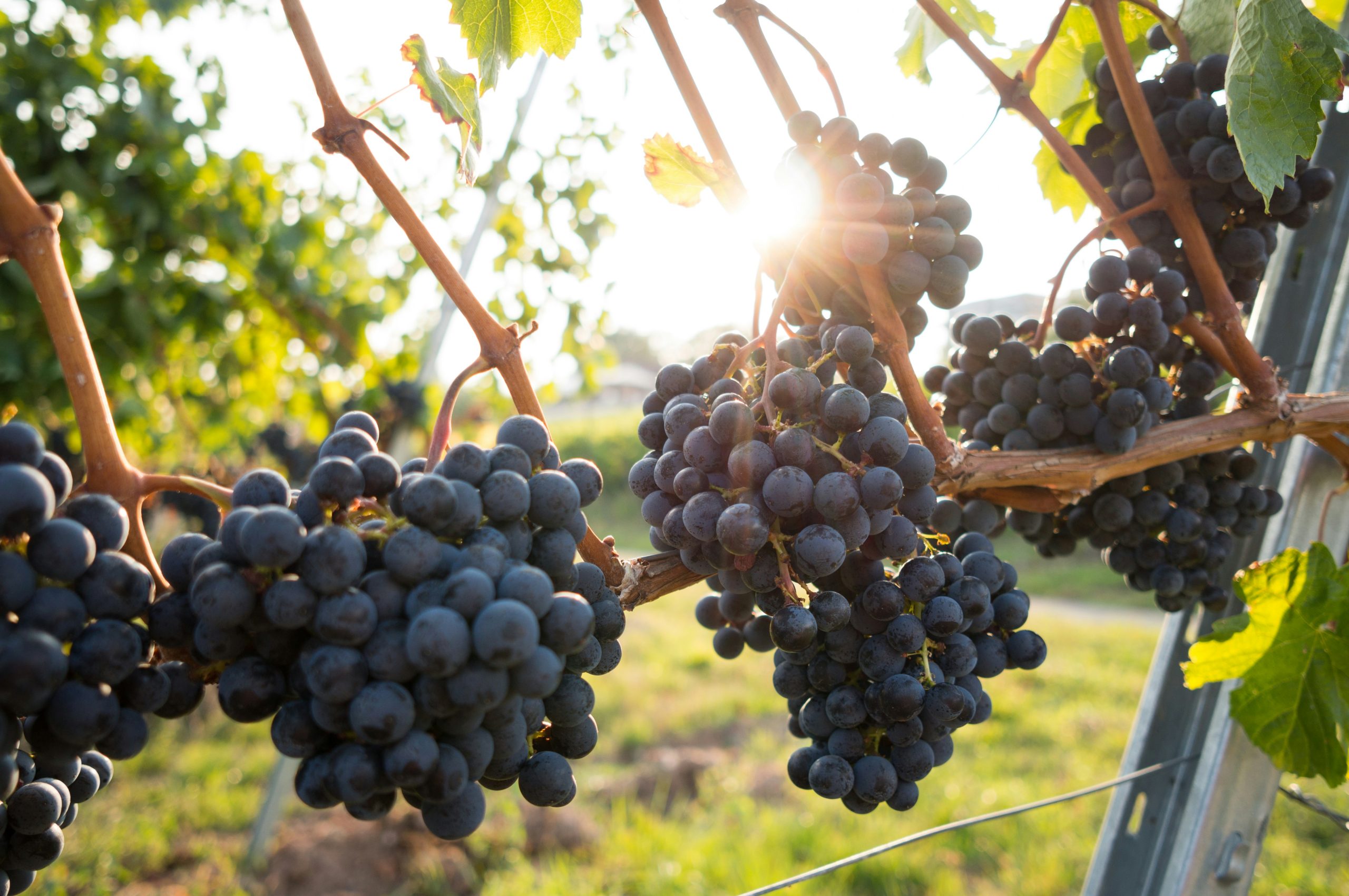 Beverage Crops Examples » Jitefarms