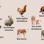 Scientific names of farm animals