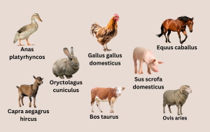 Scientific names of farm animals