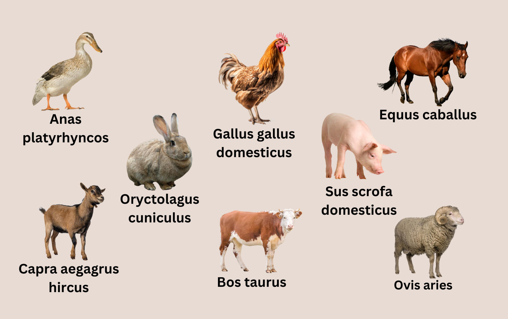 scientific-names-of-farm-animals-jitefarms