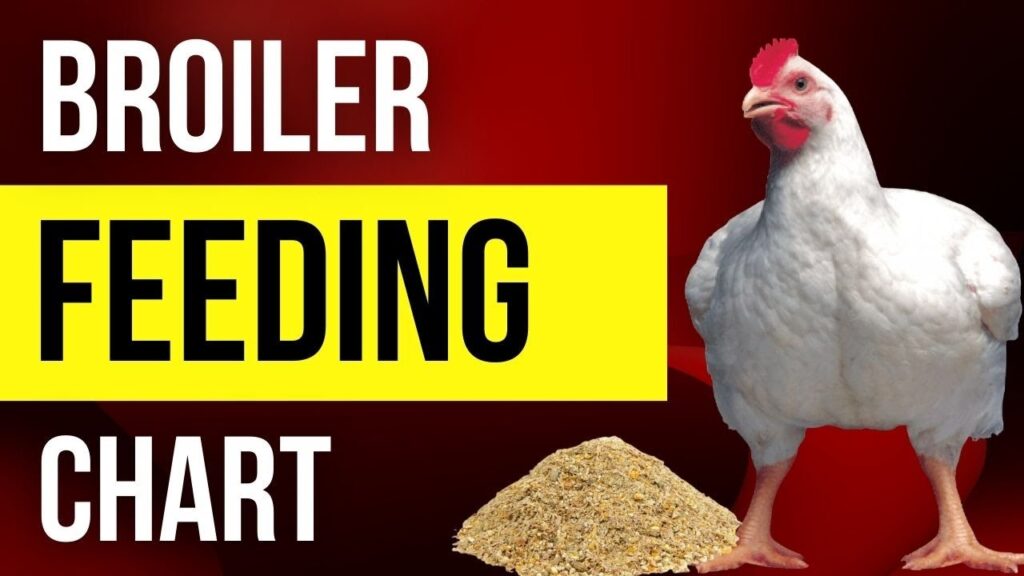 Broiler Feed Cost