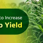 Crop Yield