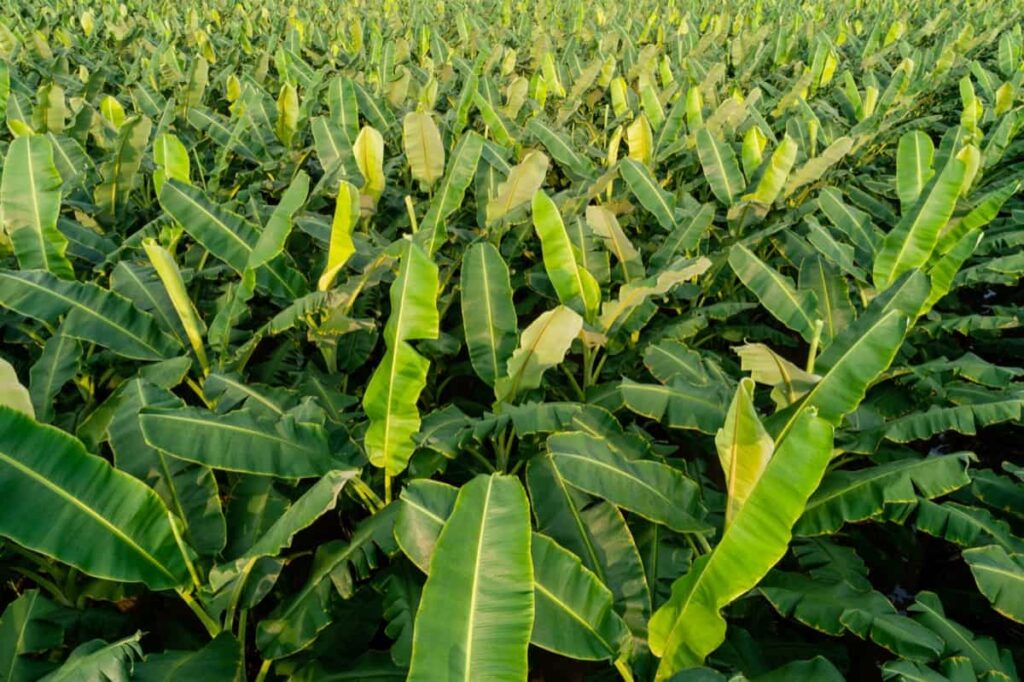 Crop Yield Per Acre