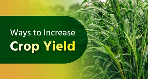 Crop Yield