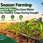 Dry Season Farming