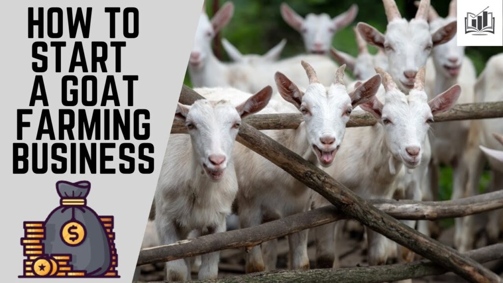 Goat Farming Business