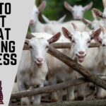Goat Farming Business