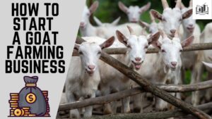 Goat Farming Business