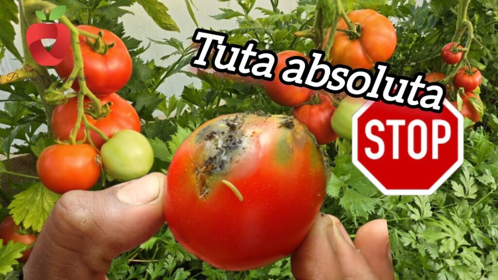 Tuta absoluta control