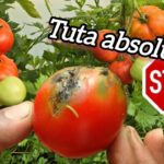 Tuta absoluta control