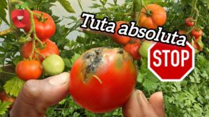Tuta absoluta control