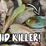 Aphid control