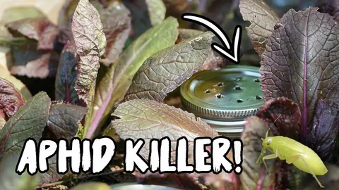 Aphid control