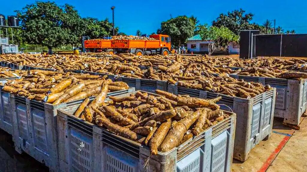 Cassava harvesting