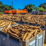 Cassava harvesting