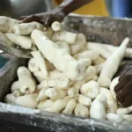 Cassava maturity period