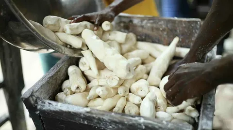 Cassava maturity period