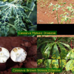 Cassava mosaic disease