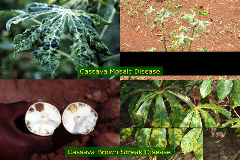 Cassava mosaic disease
