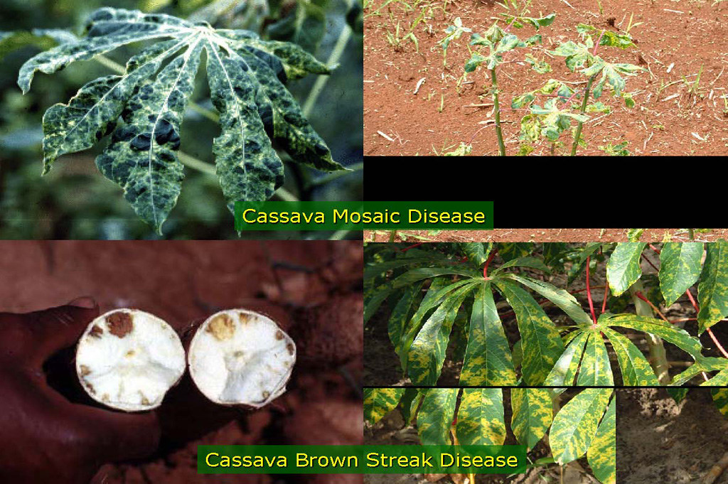 Cassava mosaic disease