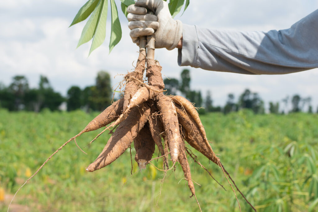 Cassava planting season