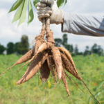 Cassava planting season
