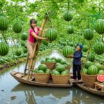 Watermelon Farming